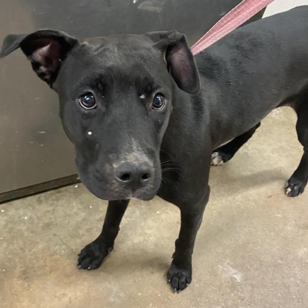 Joan Jett, Adoptable, Adult Female Mixed Breed.