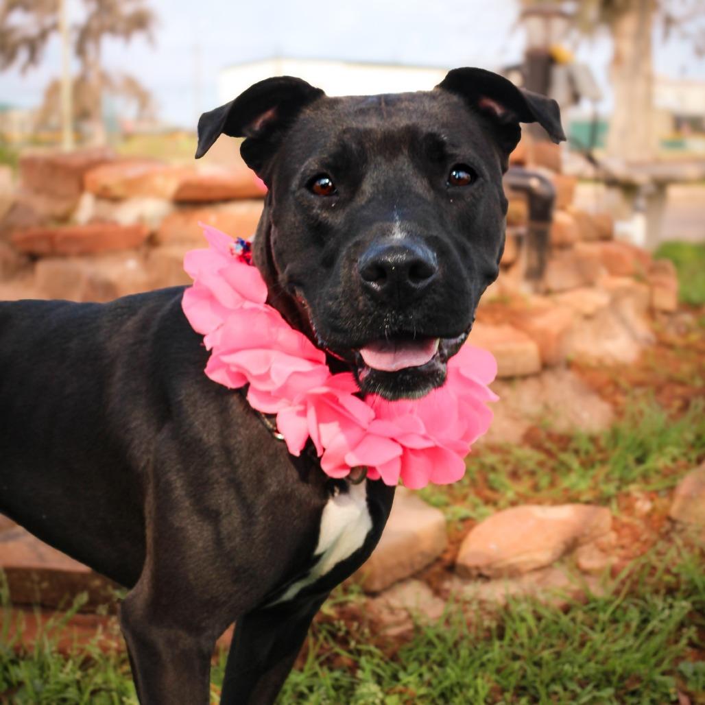 Joan Jett, a Adoptable Mixed Breed in Lake Jackson, TX image 2/4