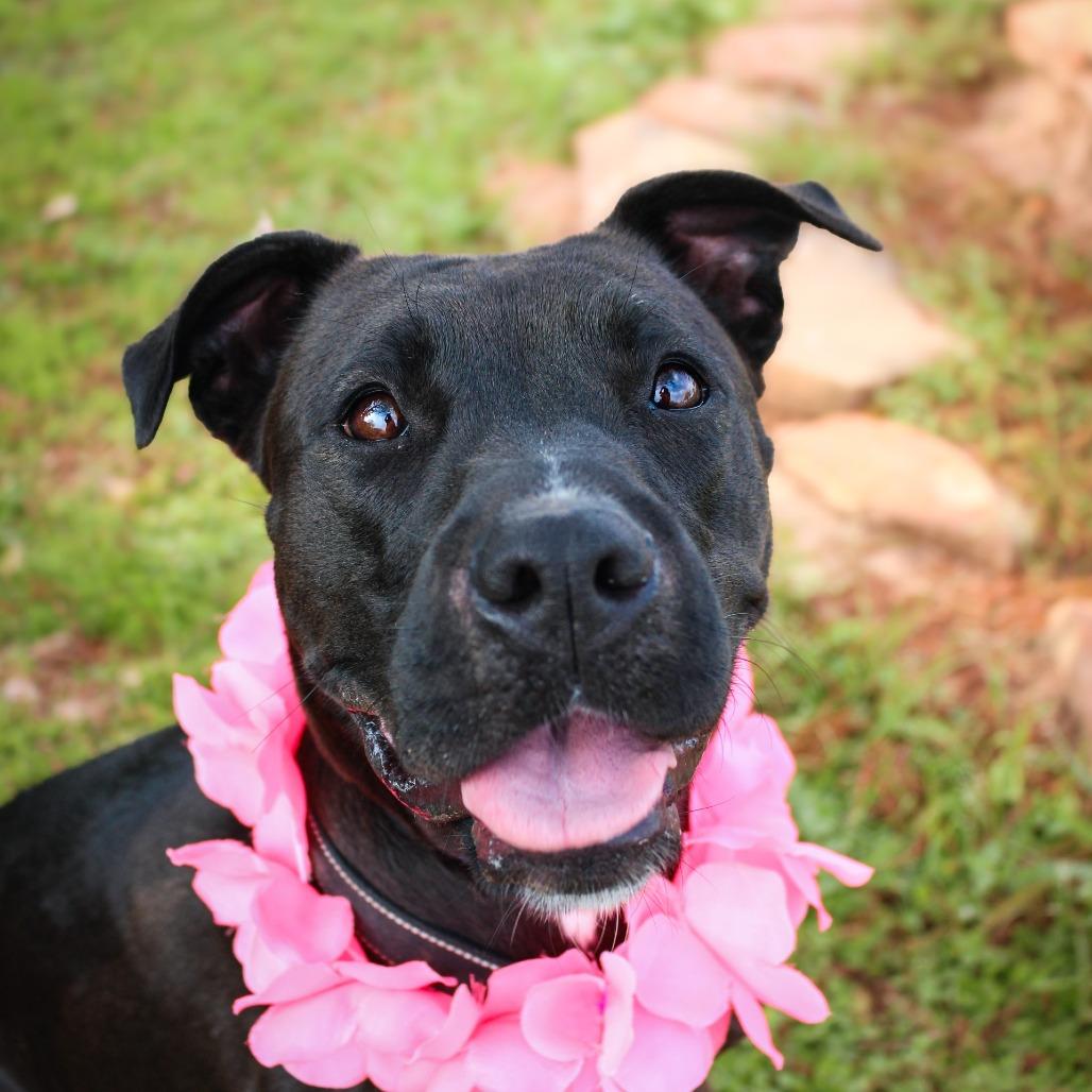 Joan Jett, a Adoptable Mixed Breed in Lake Jackson, TX image 3/4