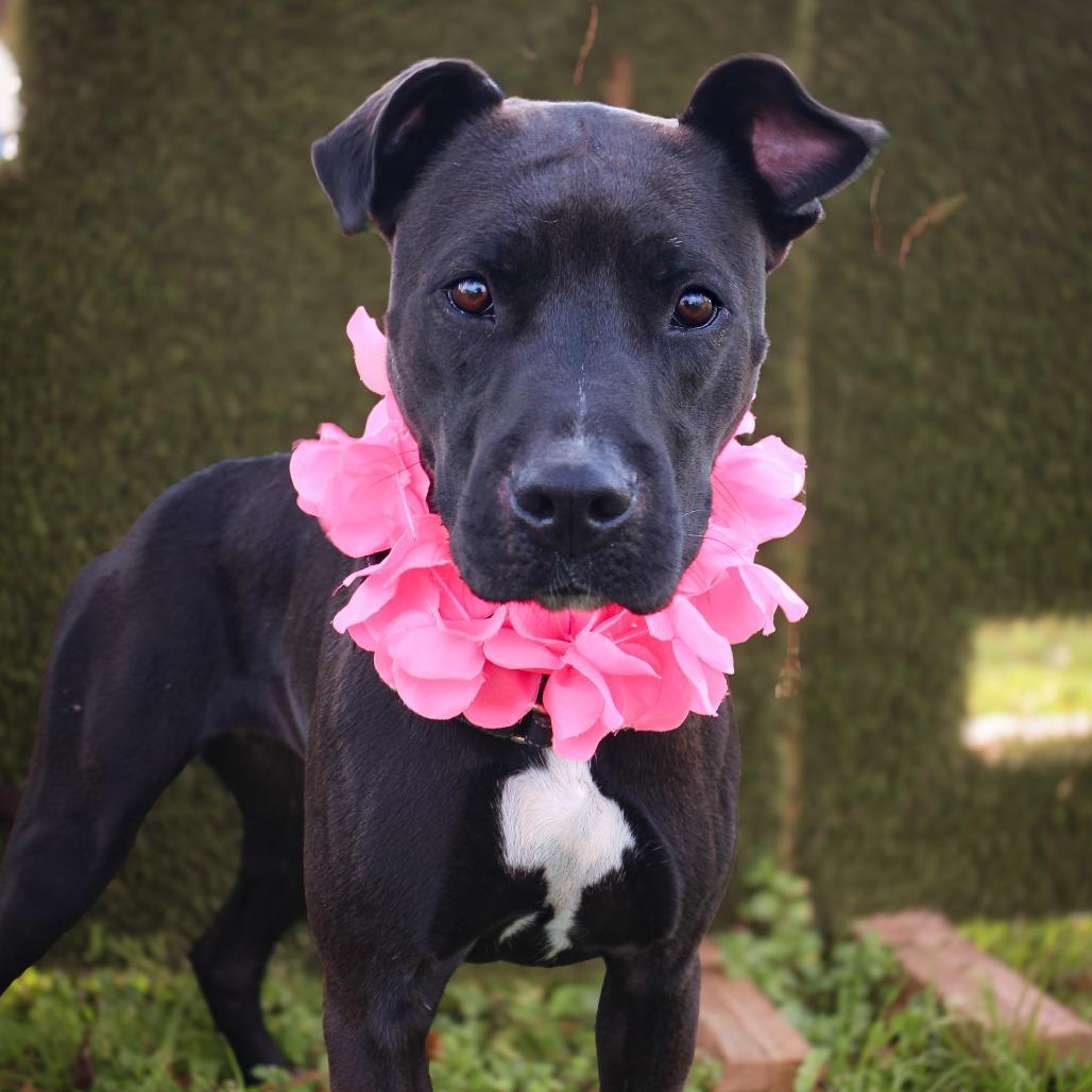 Joan Jett, a Adoptable Mixed Breed in Lake Jackson, TX image 4/4