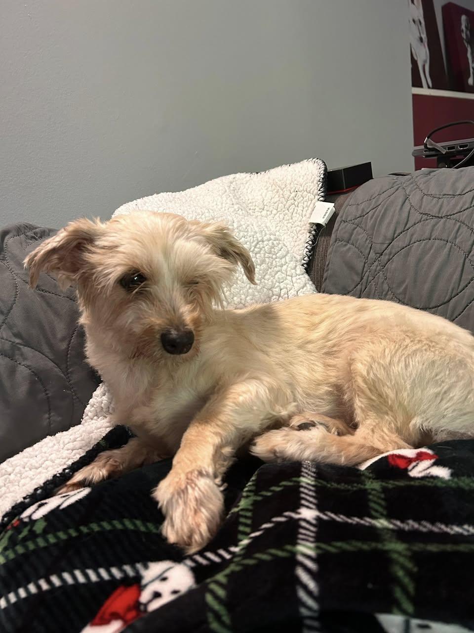 Nova, a ADOPTABLE mixed breed in Torrington, CT image 4/5