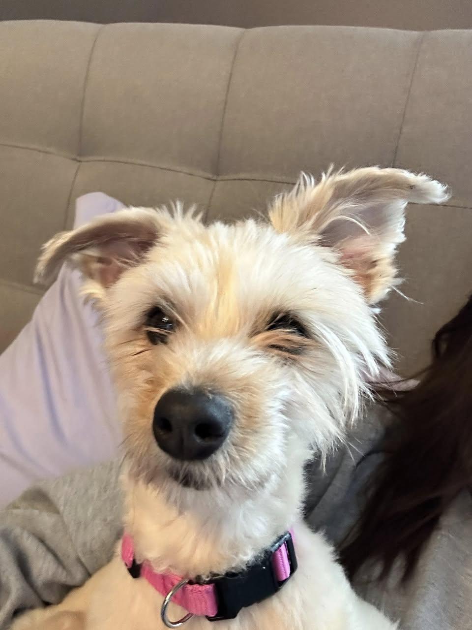 Nova, ADOPTABLE, Adult Female Yorkshire Terrier.