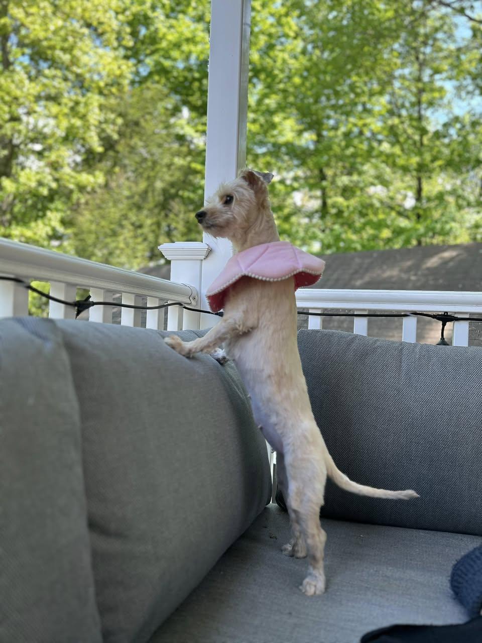 Nova, a ADOPTABLE mixed breed in Torrington, CT image 5/5