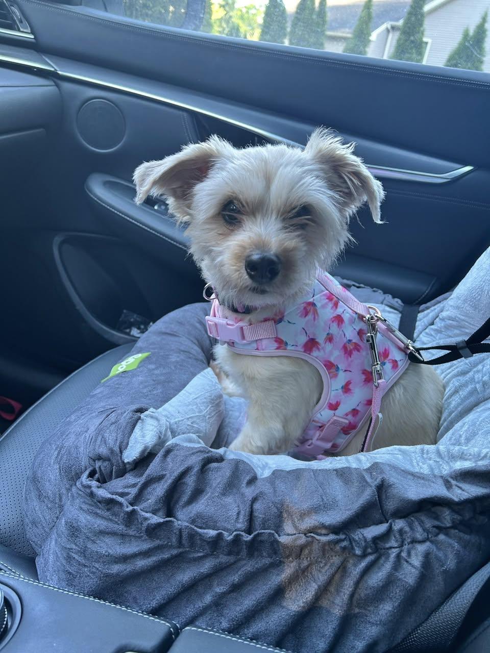 Nova, a ADOPTABLE mixed breed in Torrington, CT image 3/5