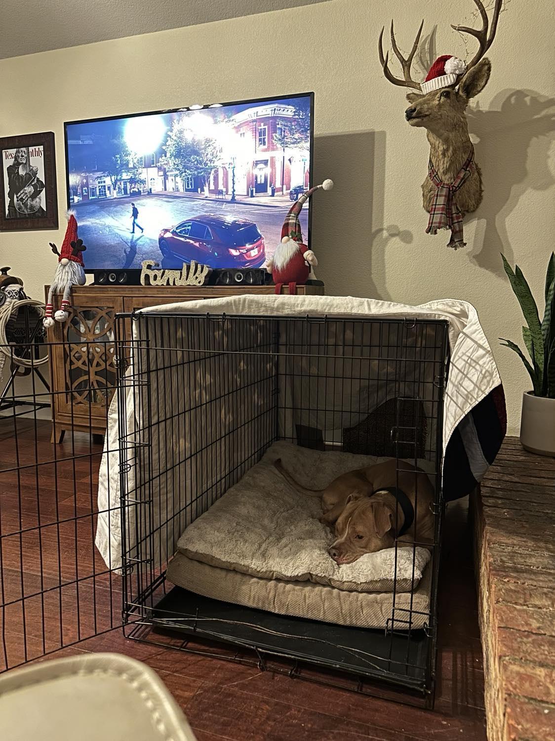 Enlarge Leo 4.0, a Adopted Pit Bull Terrier in Arlee, MT image 1/6