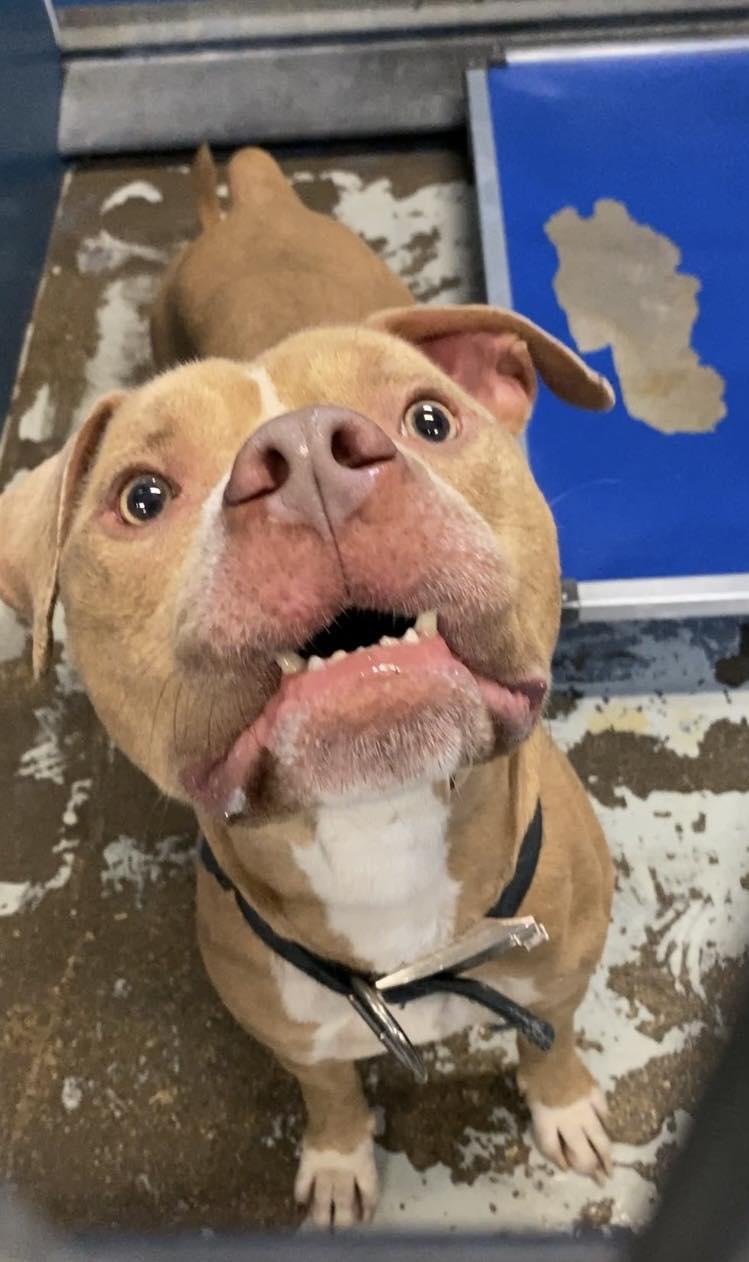 Enlarge Leo 4.0, a Adopted Pit Bull Terrier in Arlee, MT image 2/6