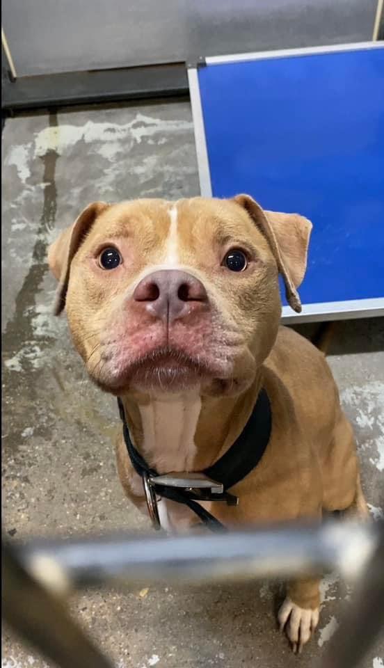 Enlarge Leo 4.0, a Adopted Pit Bull Terrier in Arlee, MT image 3/6