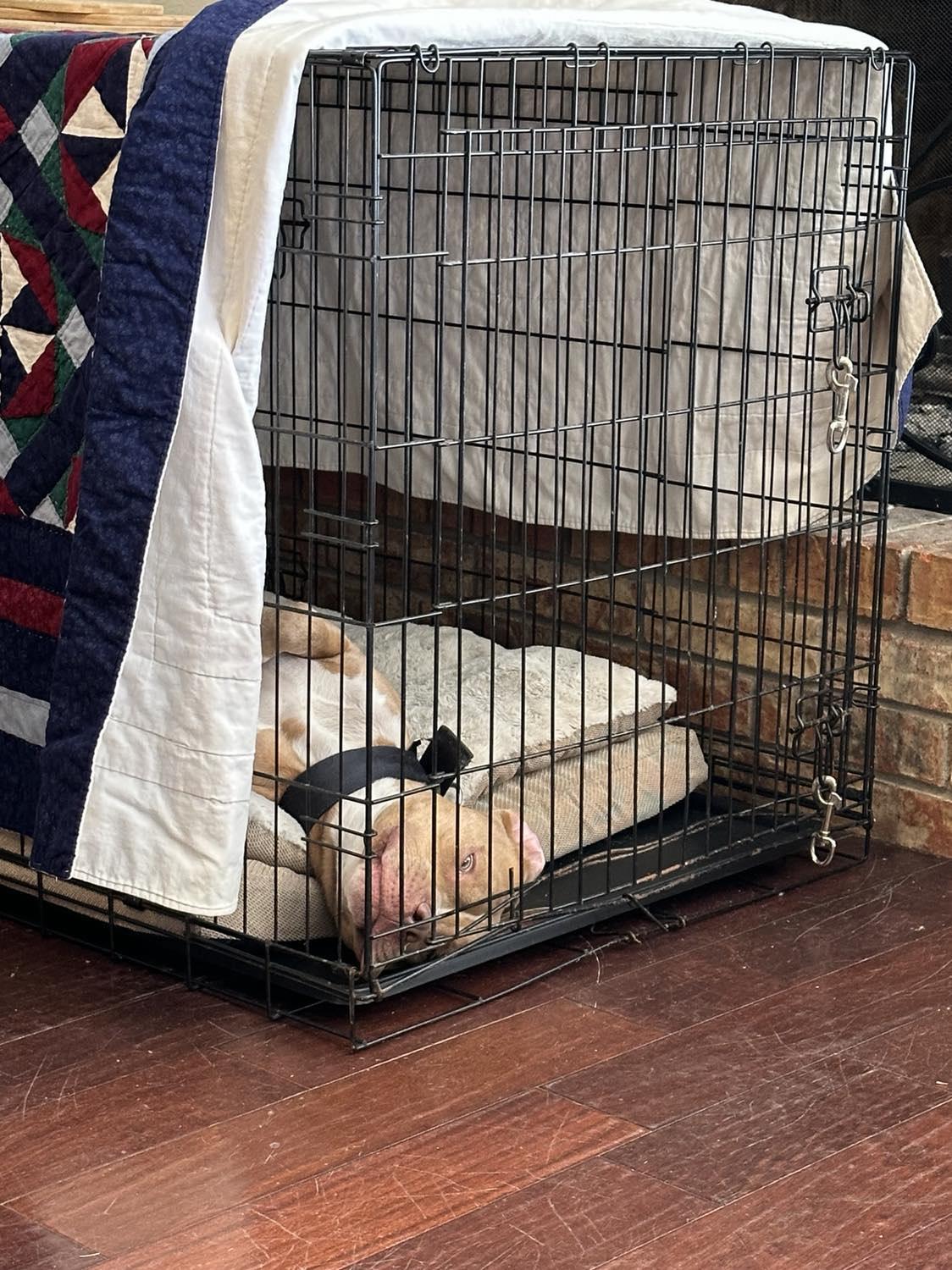 Enlarge Leo 4.0, a Adopted Pit Bull Terrier in Arlee, MT image 4/6