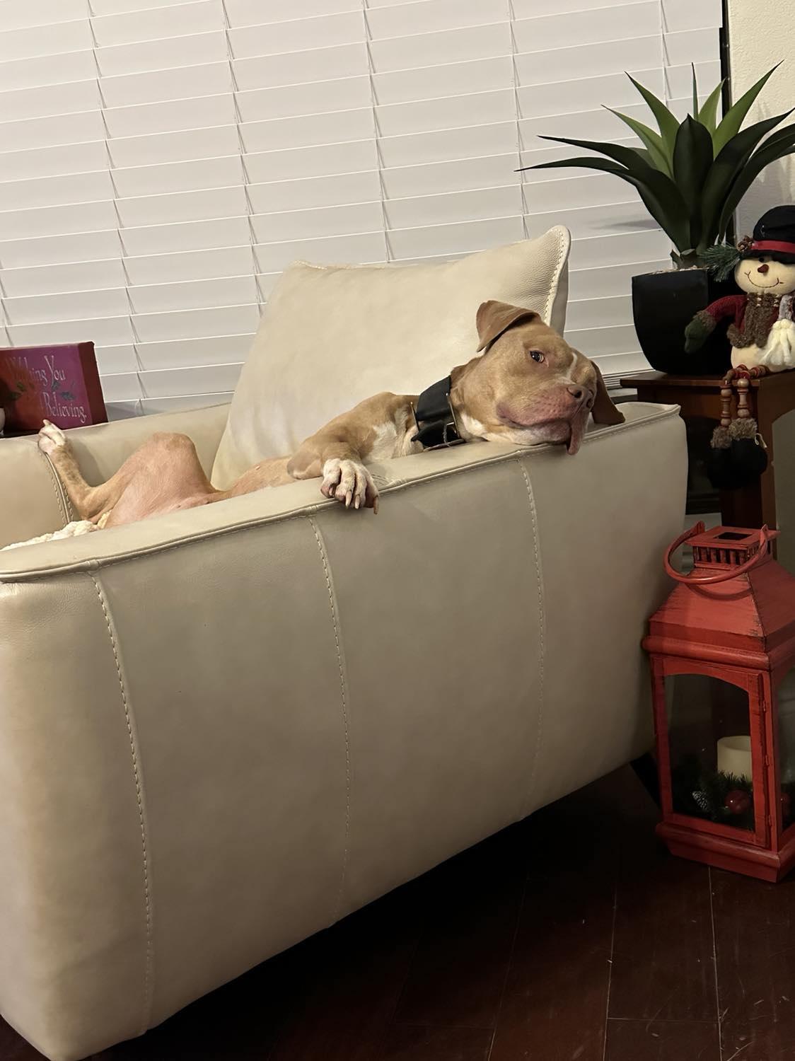 Enlarge Leo 4.0, a Adopted Pit Bull Terrier in Arlee, MT image 6/6