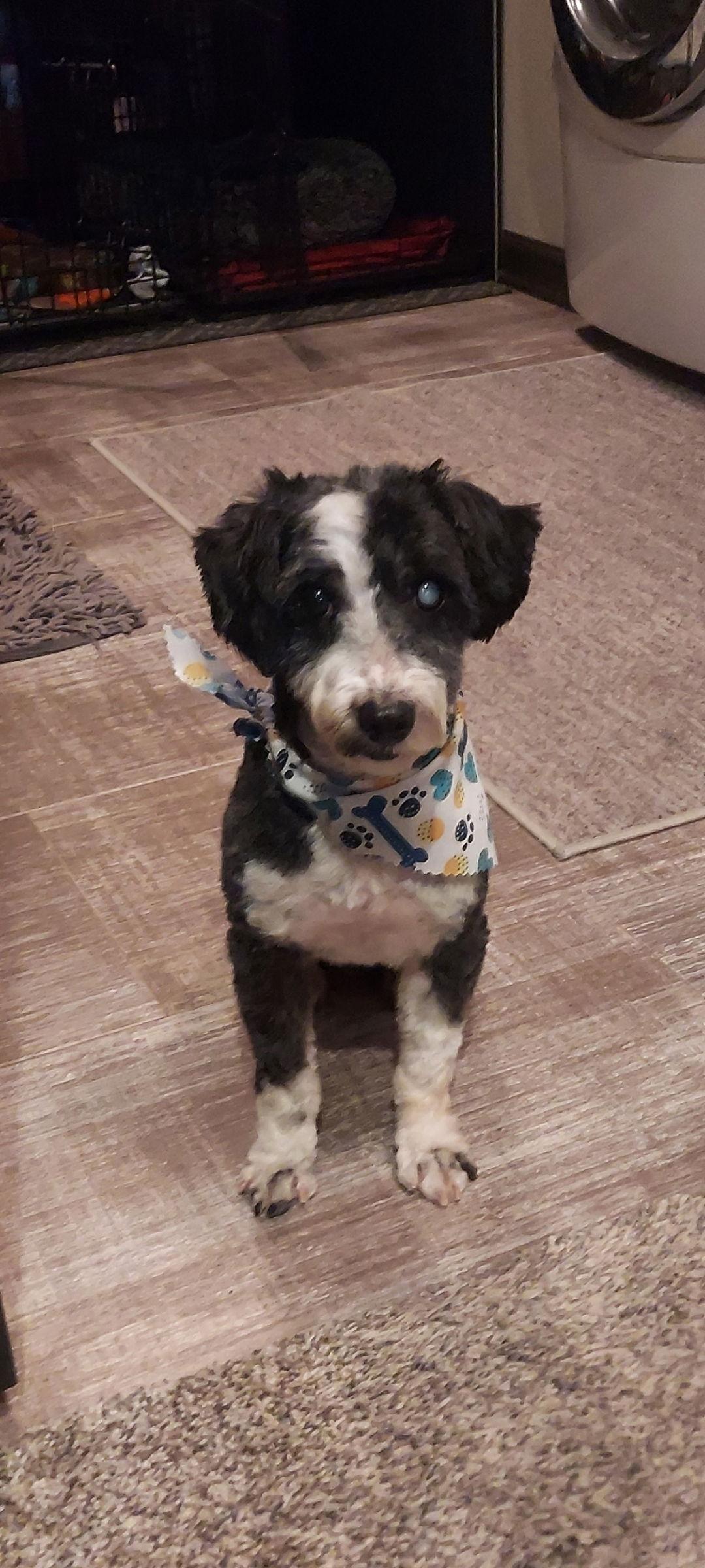 Ozzy, Adoptable, Adult Male Poodle.