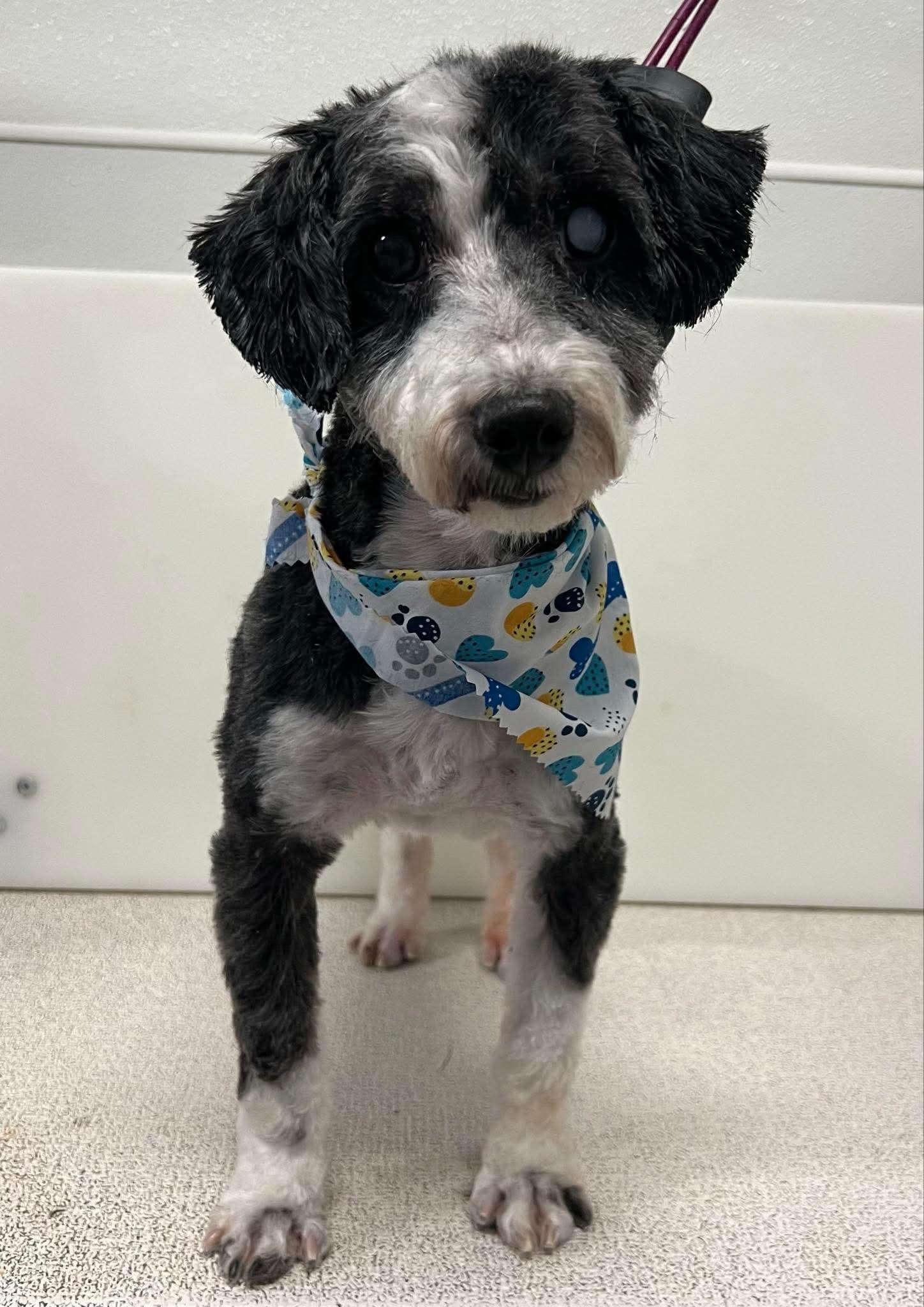 Ozzy, a Adoptable Poodle in Brandon, SD image 2/2