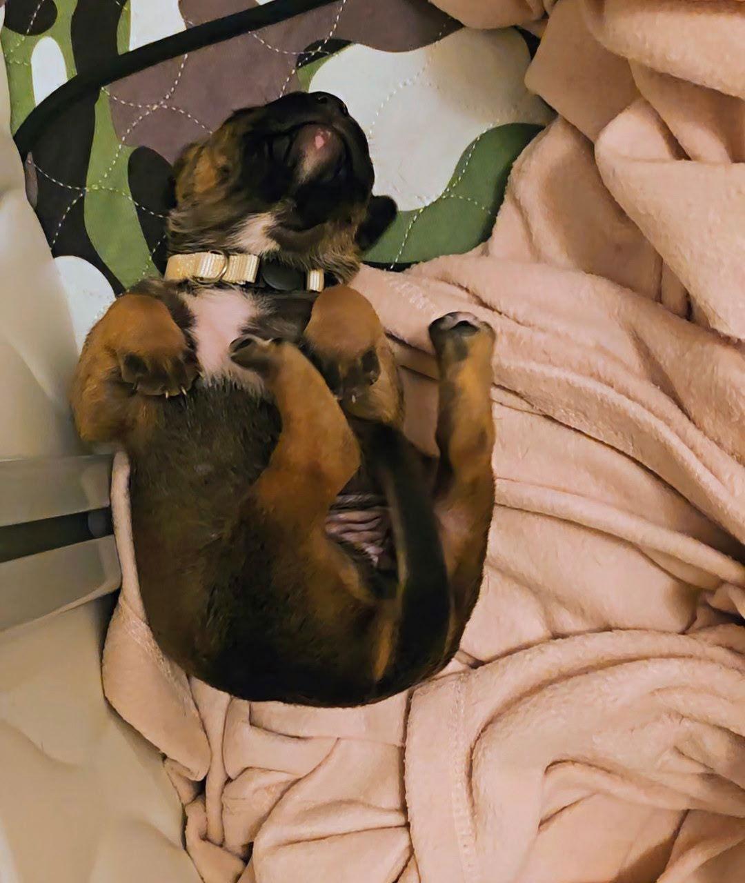 Jovie (Cream Collar), Adopted, Puppy Female Mastiff.