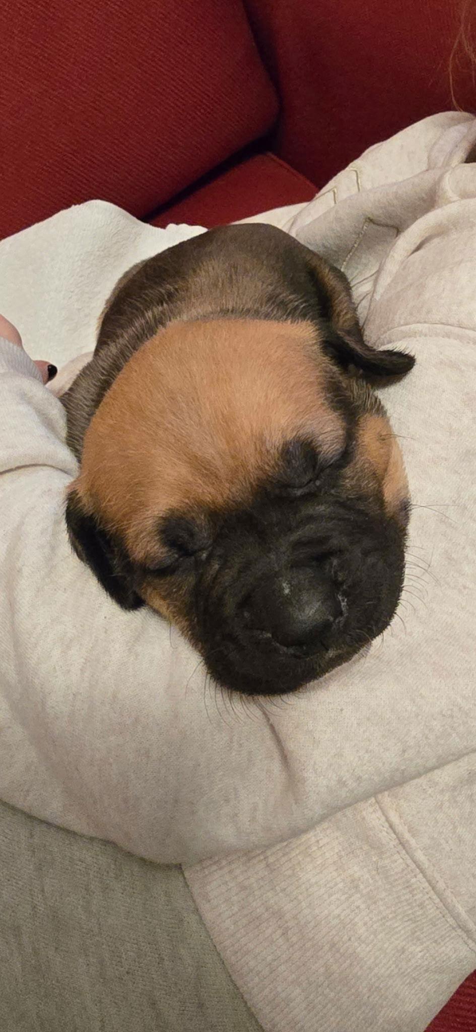 Enlarge Jovie (Cream Collar), a Adopted Mastiff in Chambersburg, PA image 3/3