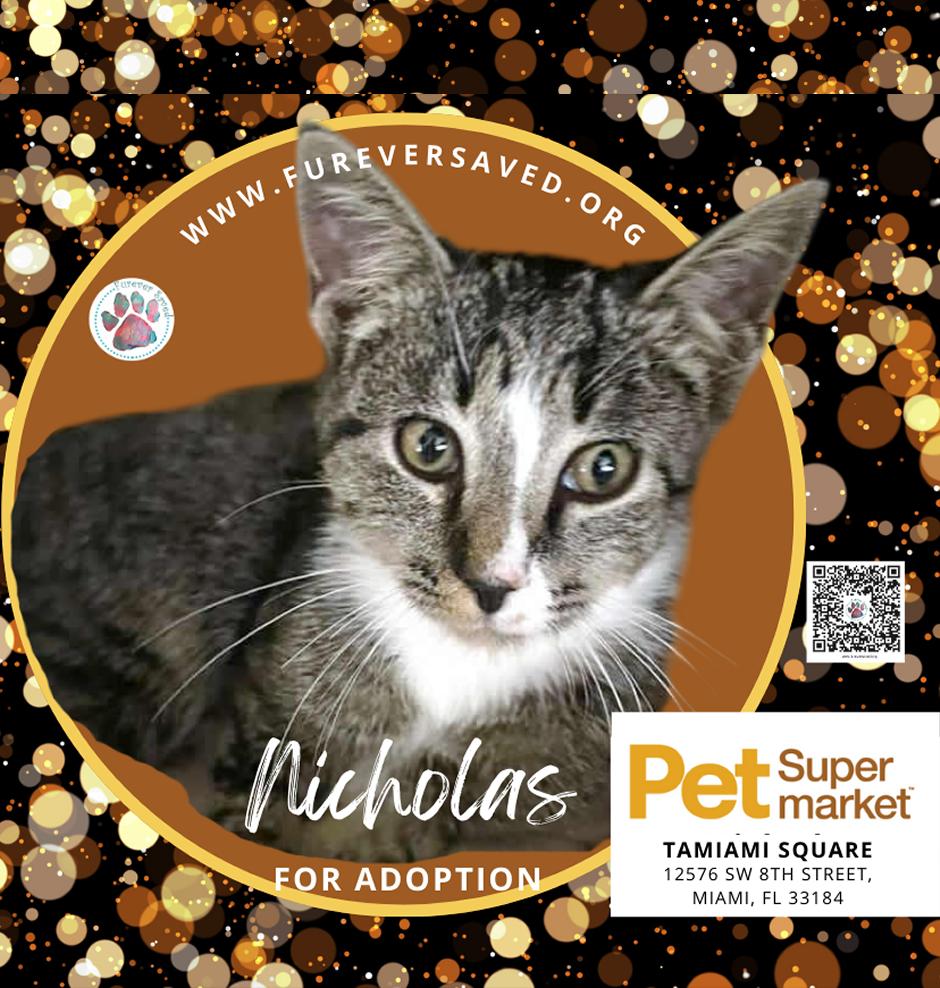 Enlarge Nicholas, a Adoptable Domestic Short Hair in Miami, FL image 1/3