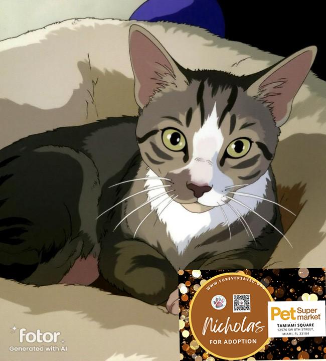 Enlarge Nicholas, a Adoptable Domestic Short Hair in Miami, FL image 2/3