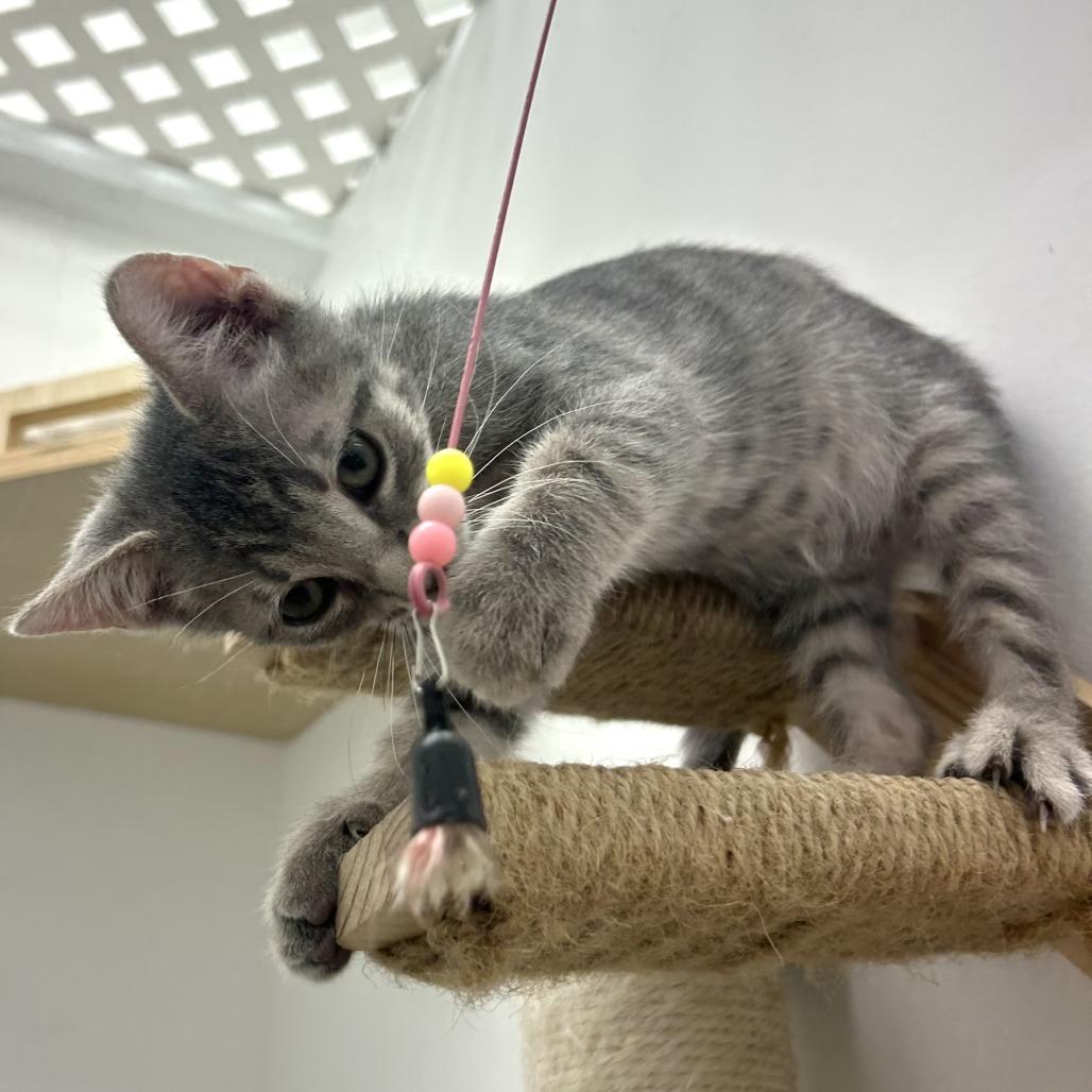 Hawk, Adoptable, Kitten Male Domestic Short Hair.