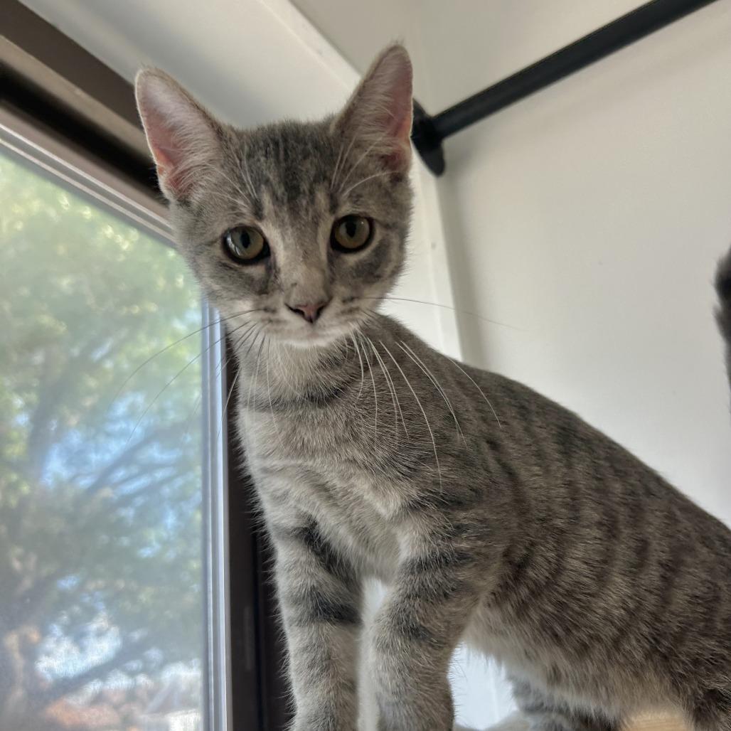 Enlarge Hawk, a Adoptable Domestic Short Hair in St. Louis, MO image 3/6