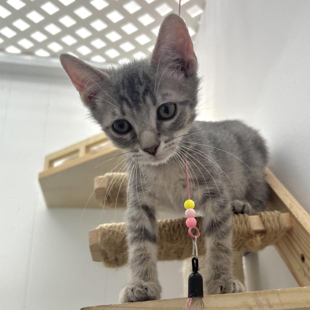 Hawk, a Adoptable Domestic Short Hair in St. Louis, MO image 2/4