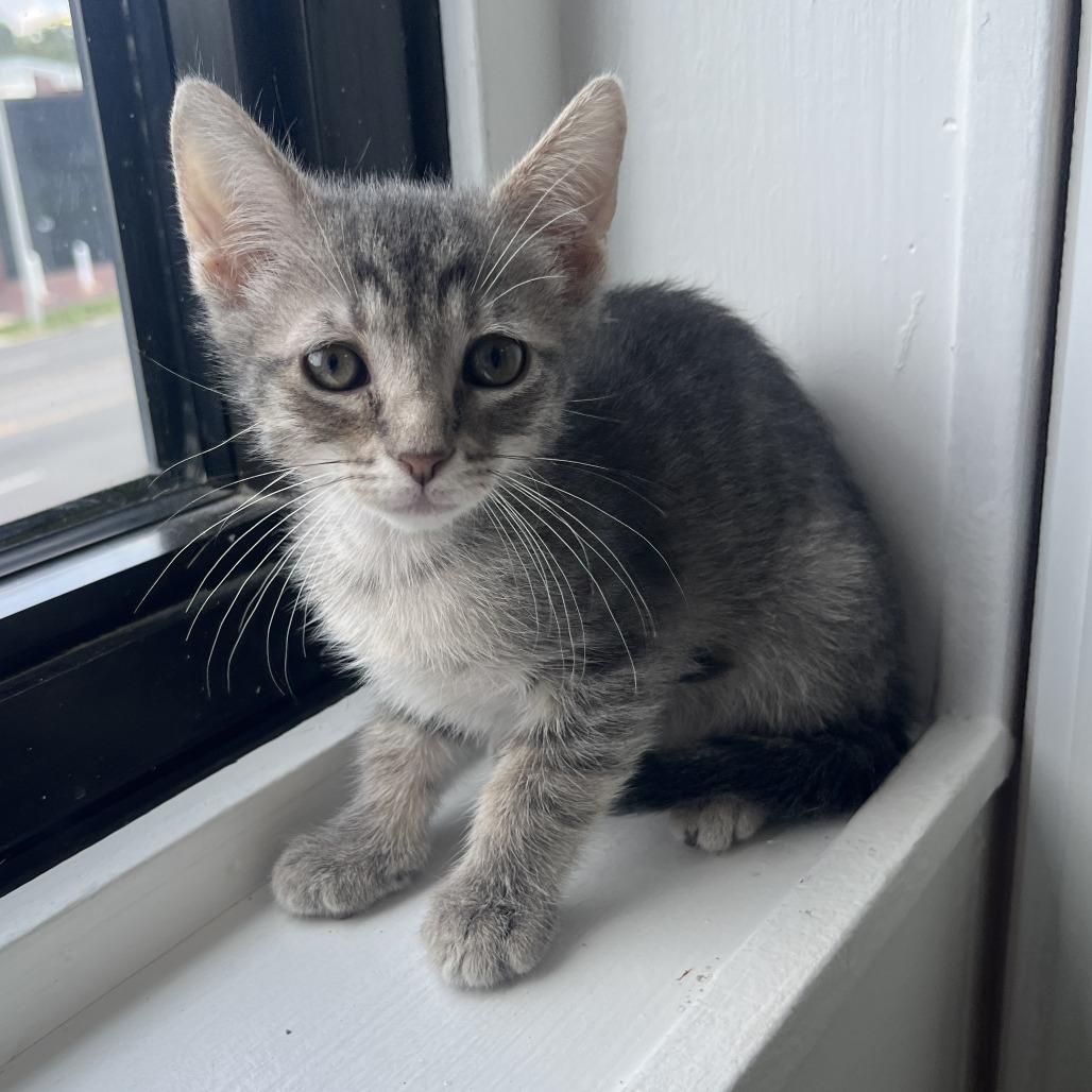 Hawk, a Adoptable Domestic Short Hair in St. Louis, MO image 3/4