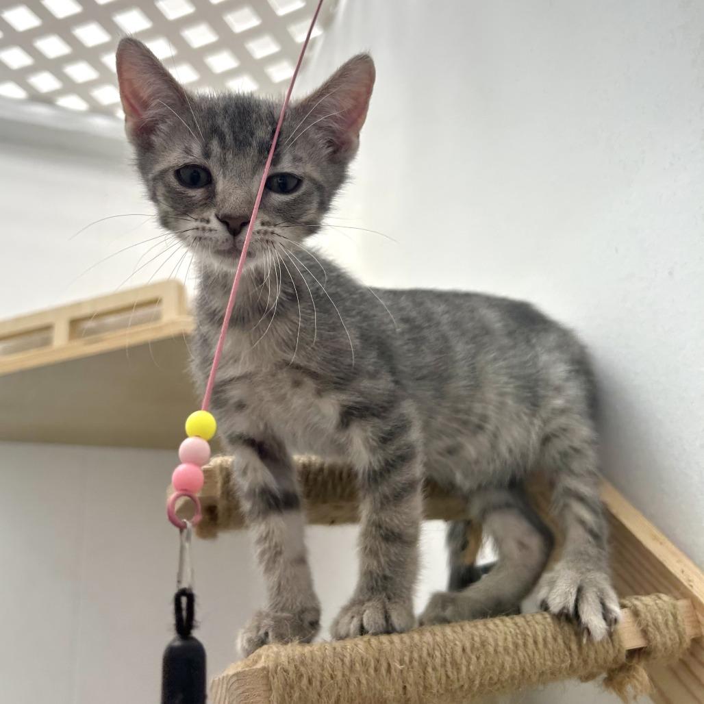 Hawk, a Adoptable Domestic Short Hair in St. Louis, MO image 4/4