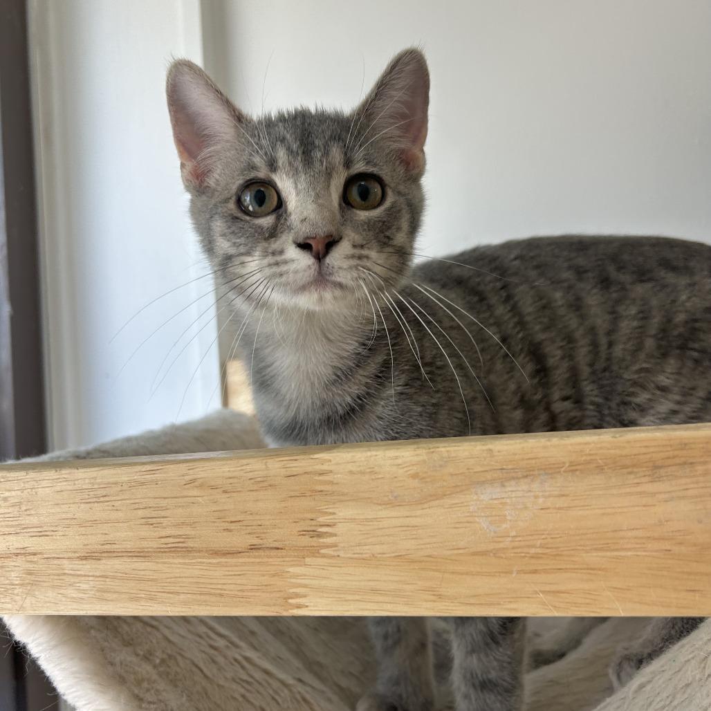 Hawk, Adoptable, Kitten Male Domestic Short Hair.