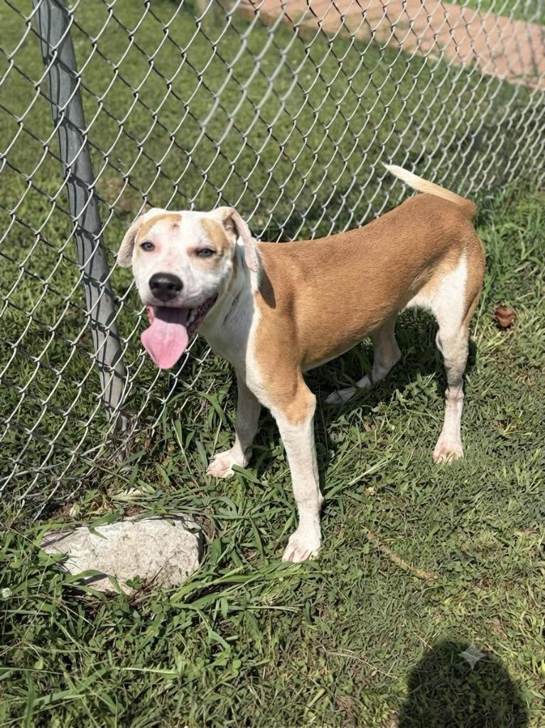 Enlarge Homer, a Adoptable mixed breed in Russellville, KY image 1/2