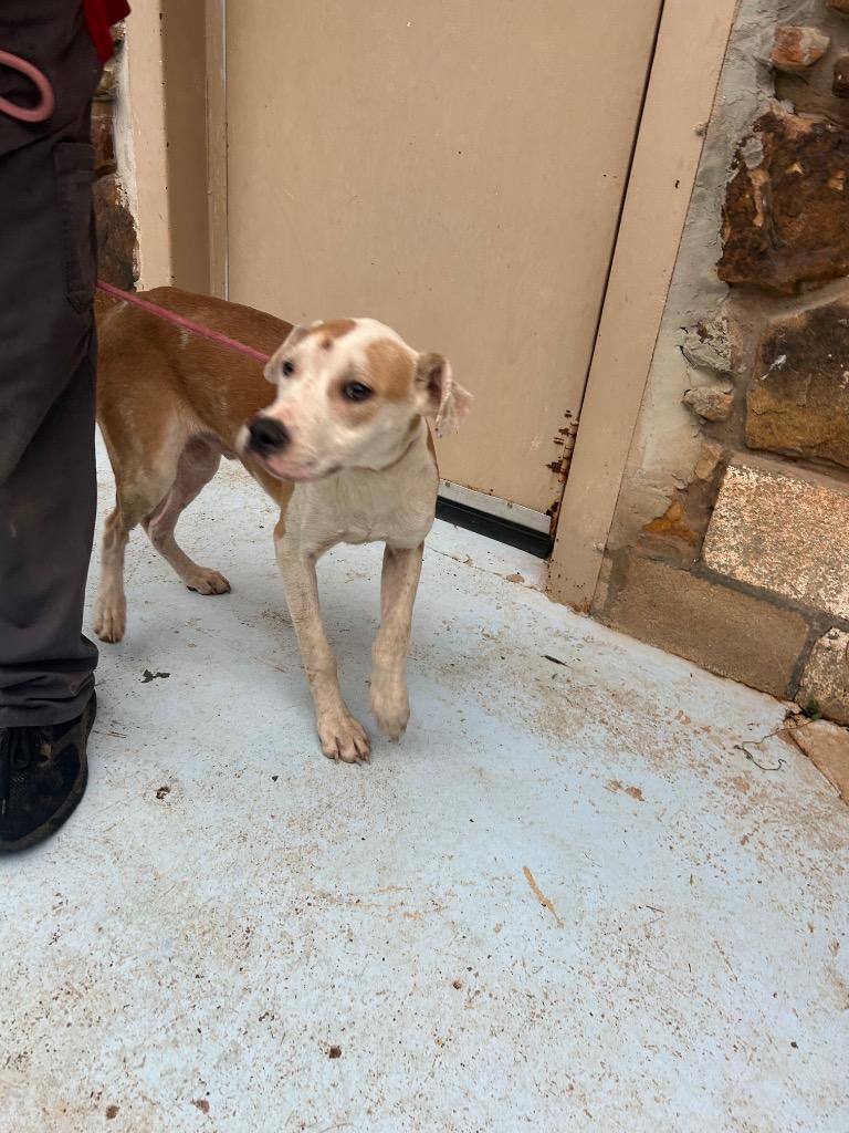 Enlarge Homer, a Adoptable mixed breed in Russellville, KY image 2/2