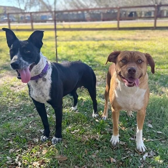 Butterscotch Pie — thumbnail 2