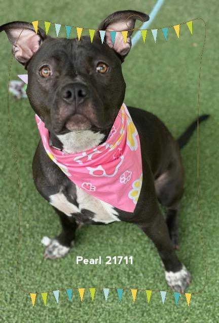 Enlarge PEARL, a Adoptable Pit Bull Terrier in Marietta, GA image 5/5