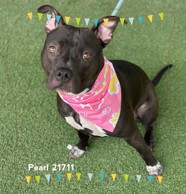 PEARL, Adoptable, Adult Female Pit Bull Terrier.