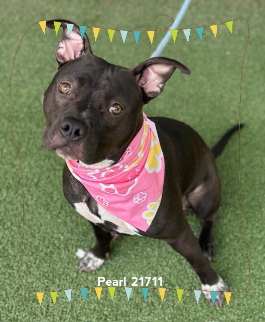 Enlarge PEARL, a Adoptable Pit Bull Terrier in Marietta, GA image 3/5