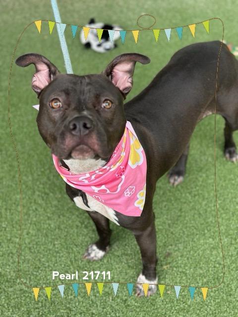 Enlarge PEARL, a Adoptable Pit Bull Terrier in Marietta, GA image 2/5