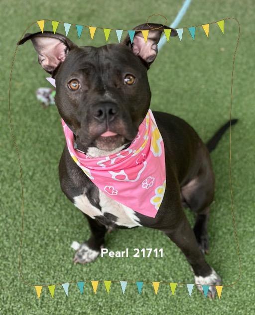 Enlarge PEARL, a Adoptable Pit Bull Terrier in Marietta, GA image 4/5