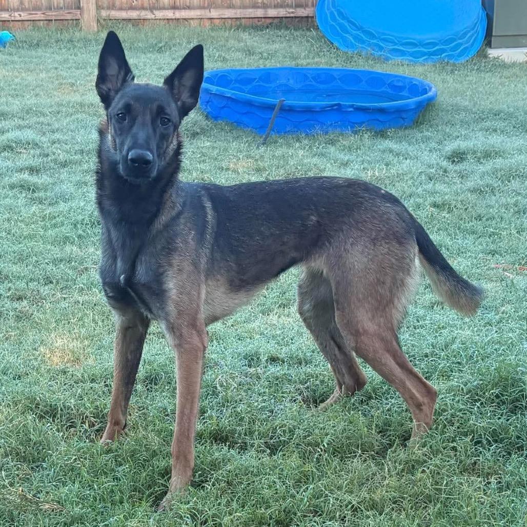 Macy, Adoptable, Young Female Belgian Shepherd / Malinois.