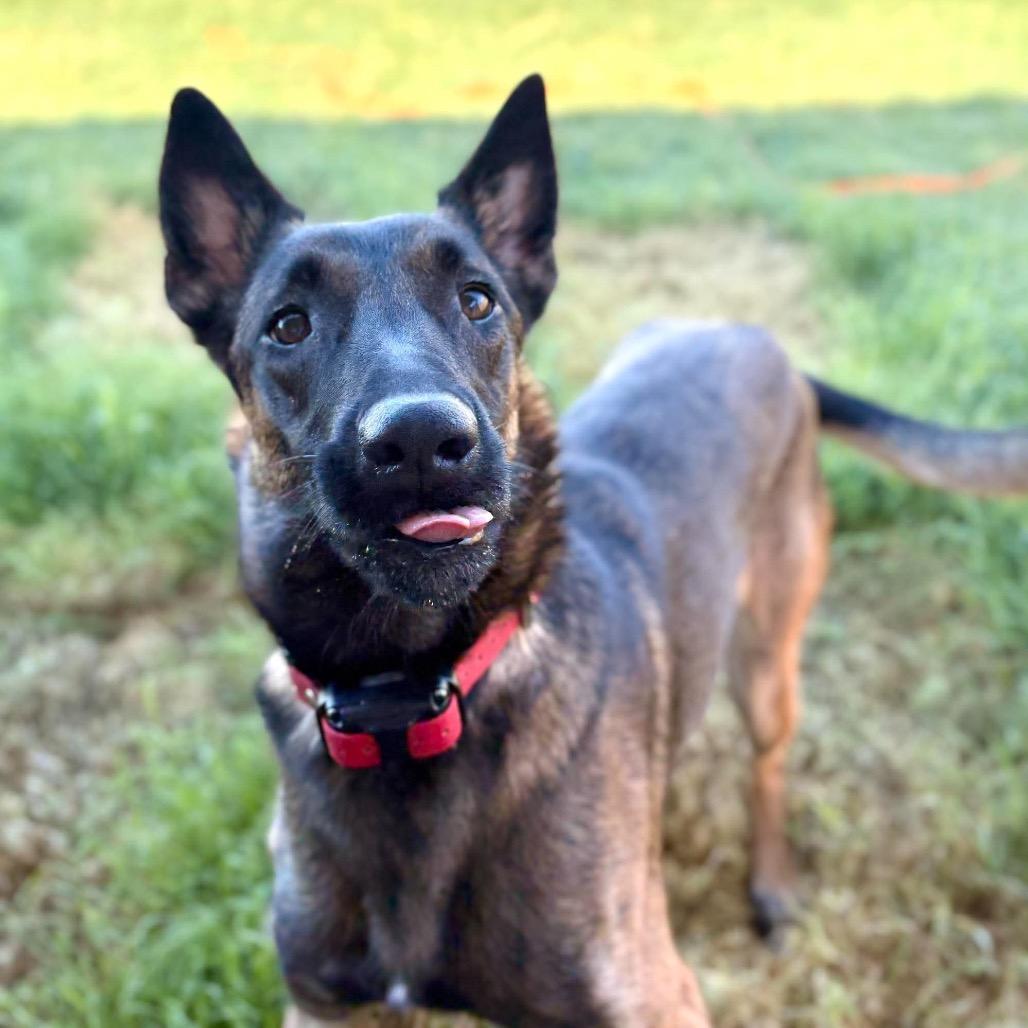 Enlarge Macy, a Adoptable Belgian Shepherd / Malinois in Tulsa, OK image 2/5