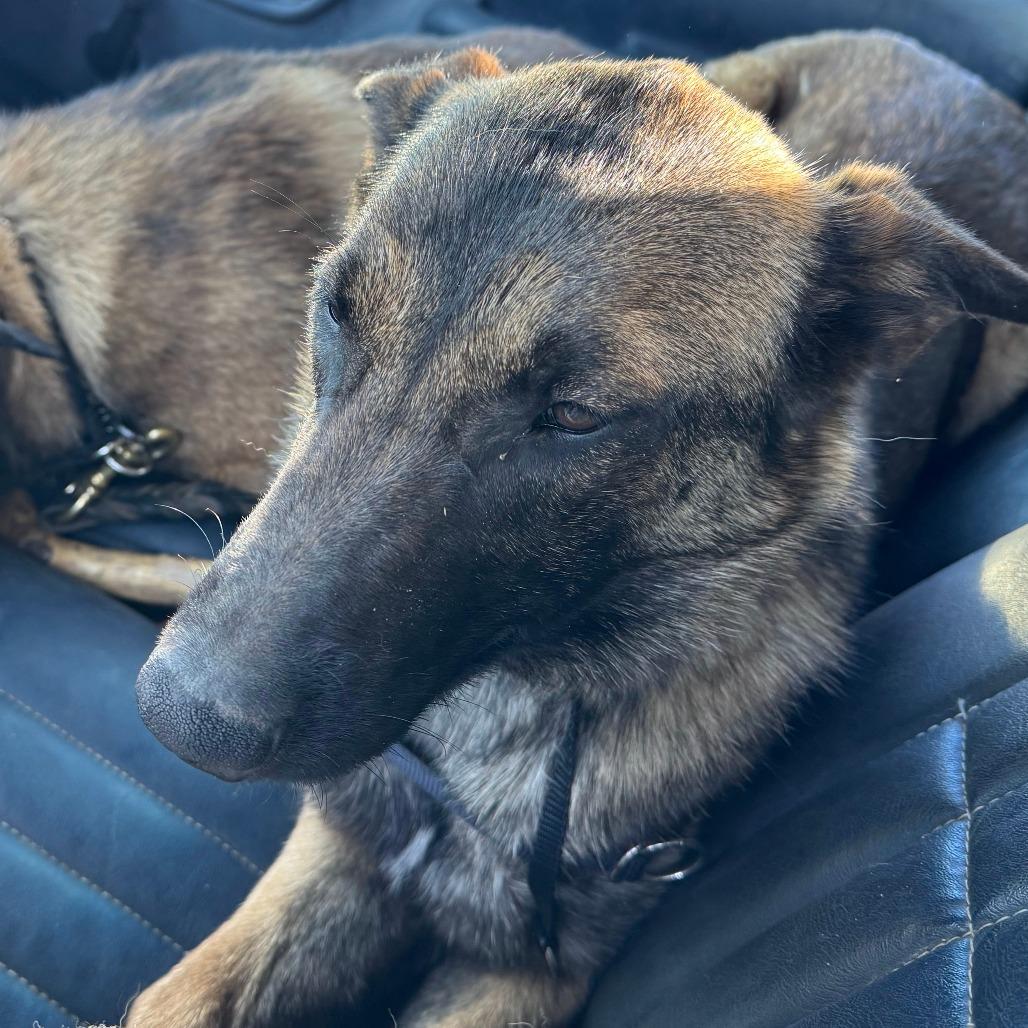 Enlarge Macy, a Adoptable Belgian Shepherd / Malinois in Tulsa, OK image 3/5