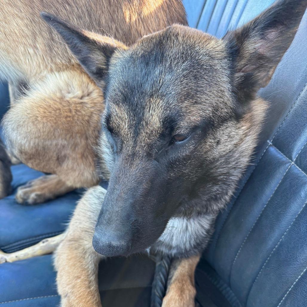Enlarge Macy, a Adoptable Belgian Shepherd / Malinois in Tulsa, OK image 4/5