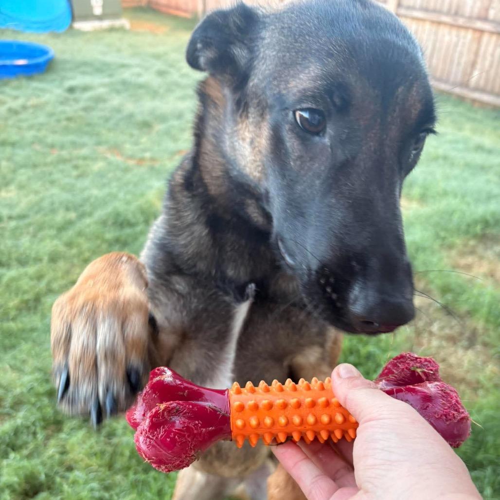 Enlarge Macy, a Adoptable Belgian Shepherd / Malinois in Tulsa, OK image 5/5