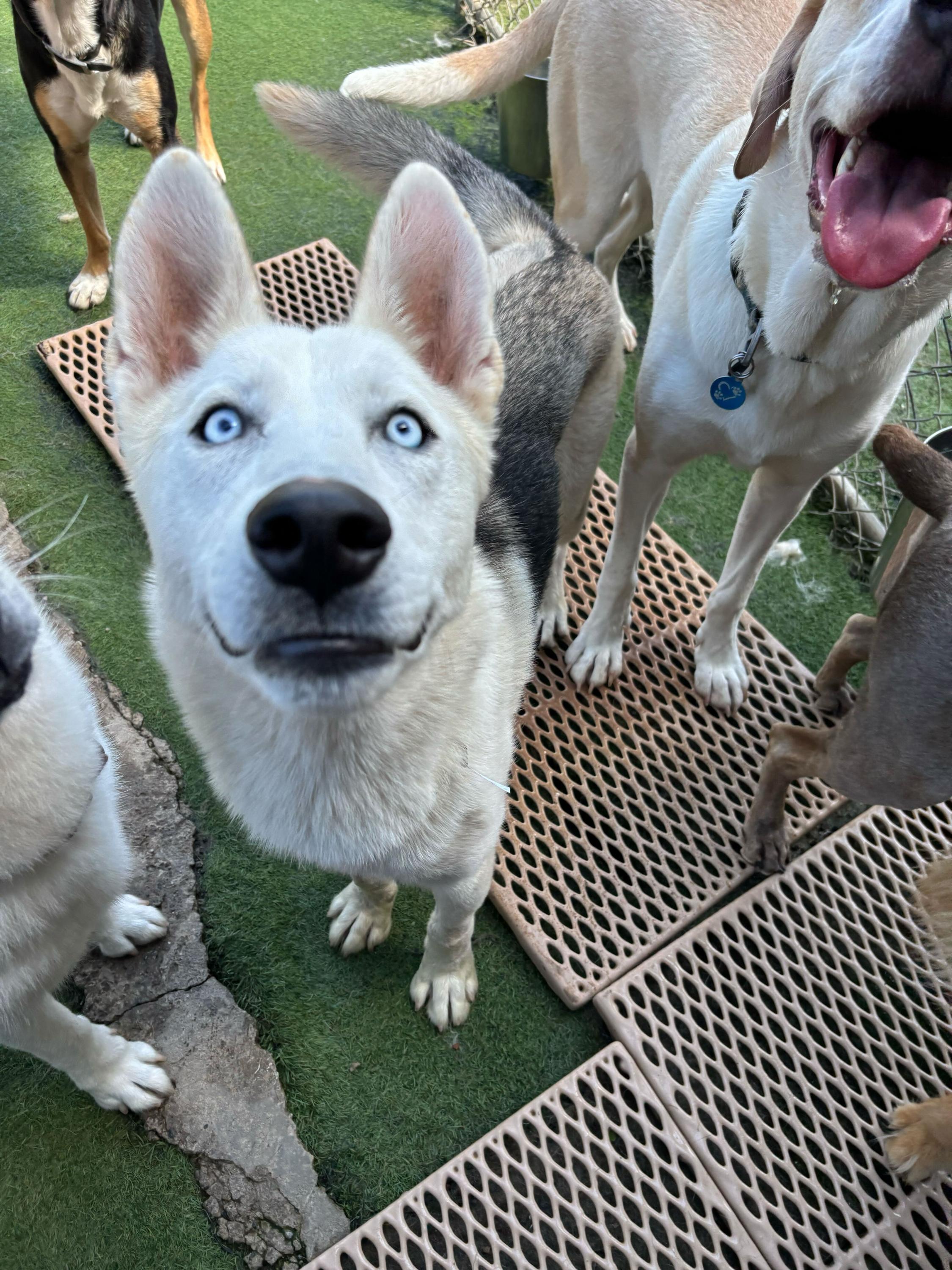 Bohdi, a Adoptable mixed breed in Seattle, WA image 1/6
