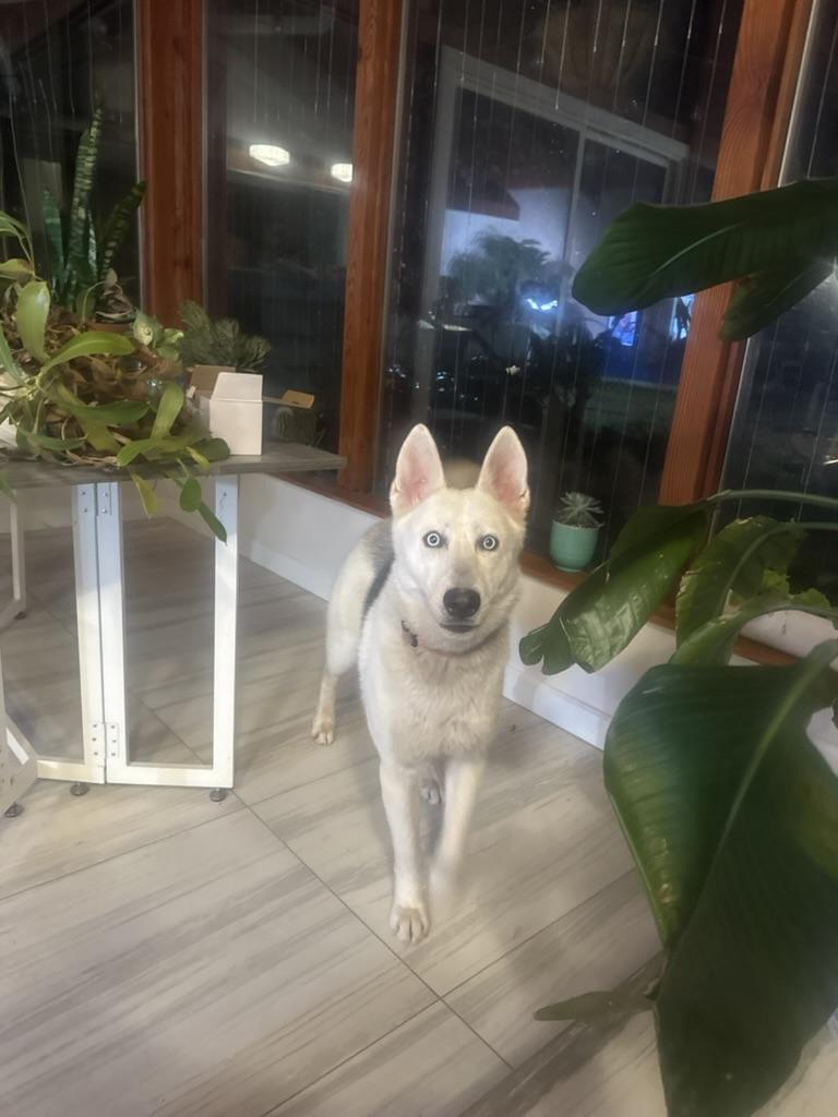 Bohdi, a Adoptable mixed breed in Rohnert Park, CA image 2/6