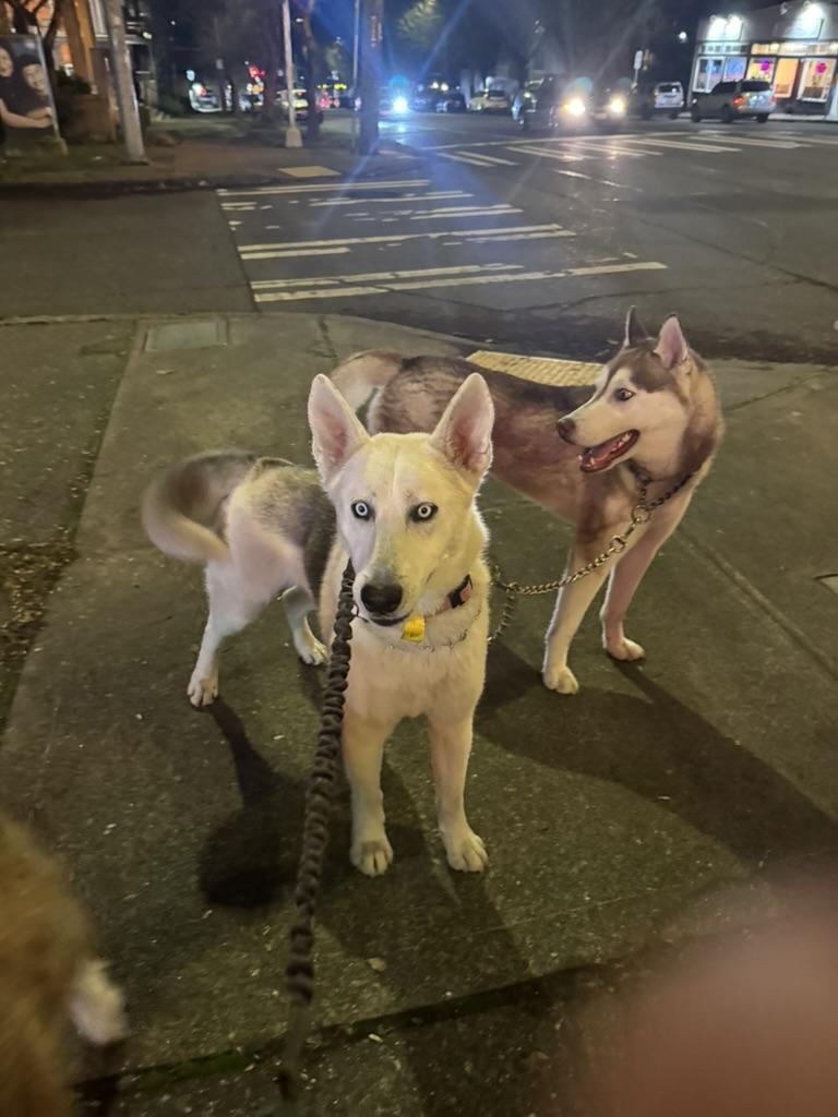 Bohdi, a Adoptable mixed breed in Seattle, WA image 2/6