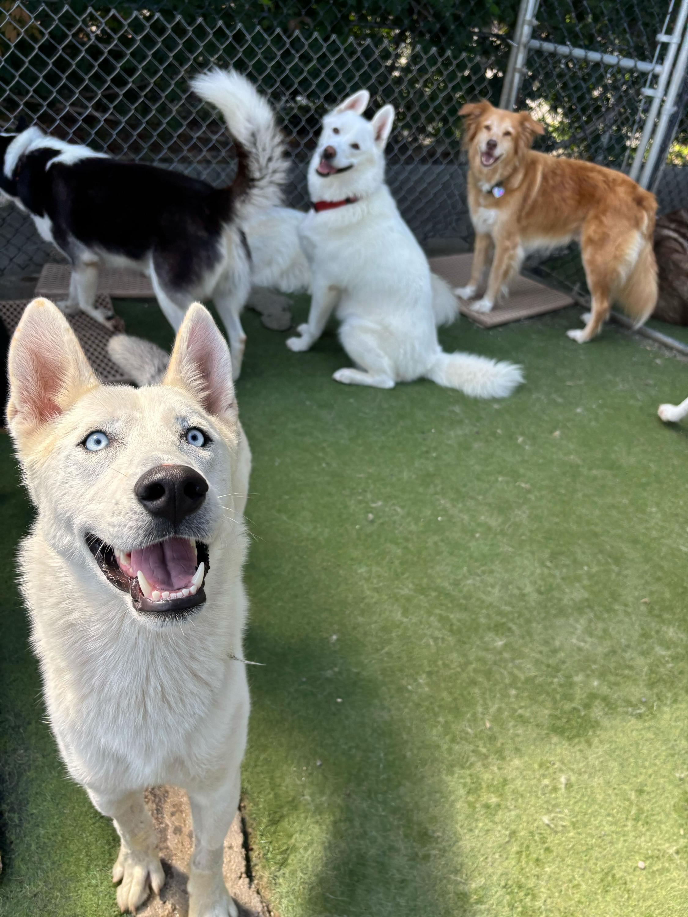 Bohdi, a Adoptable mixed breed in Seattle, WA image 6/6