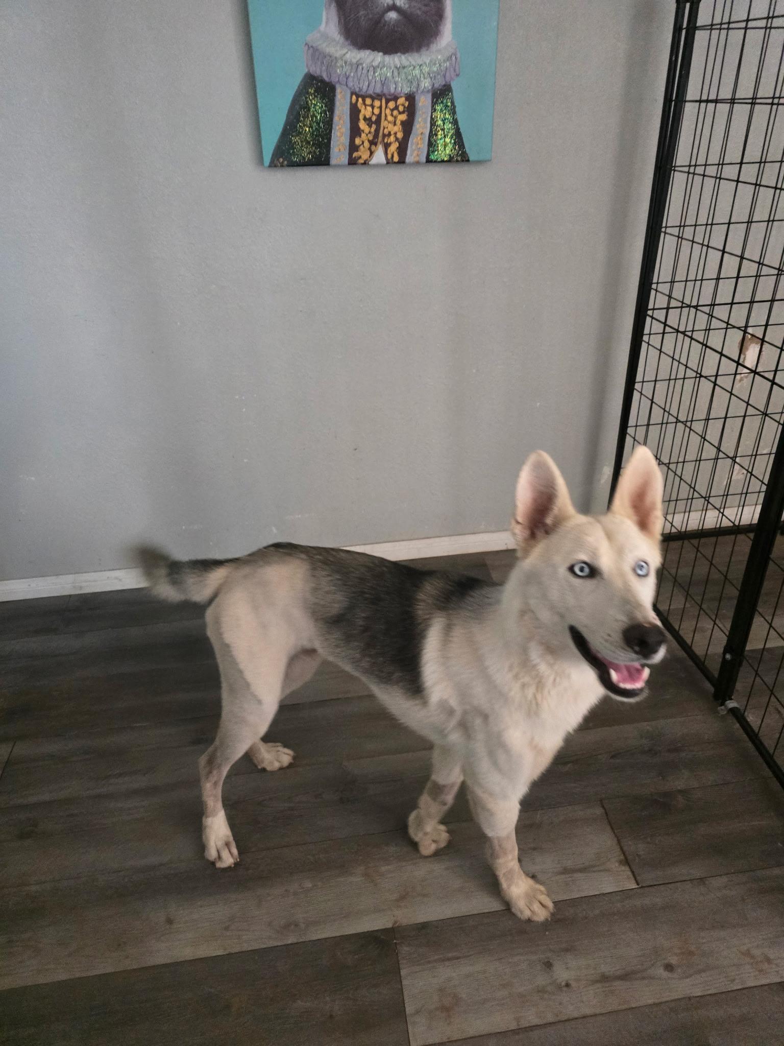 Bohdi, a Adoptable mixed breed in Seattle, WA image 5/6