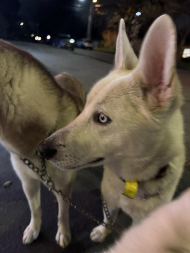 Bohdi, a Adoptable mixed breed in Seattle, WA image 3/6