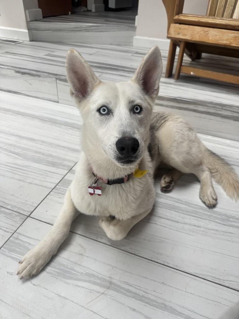 Bohdi, a Adoptable mixed breed in Seattle, WA image 4/6