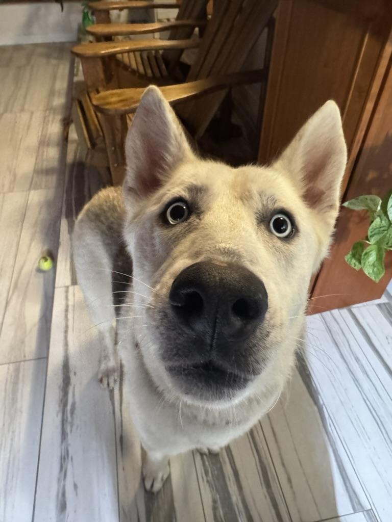 Bohdi, Adoptable, Young Male Siberian Husky & White German Shepherd.