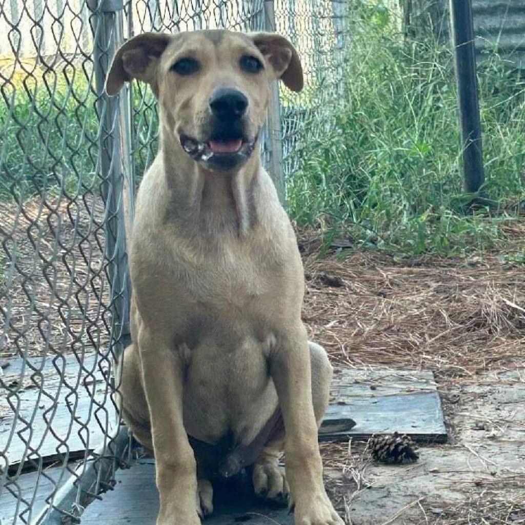 Rex, an adoptable Hound in Bloomington, MN, 55431 | Photo Image 6