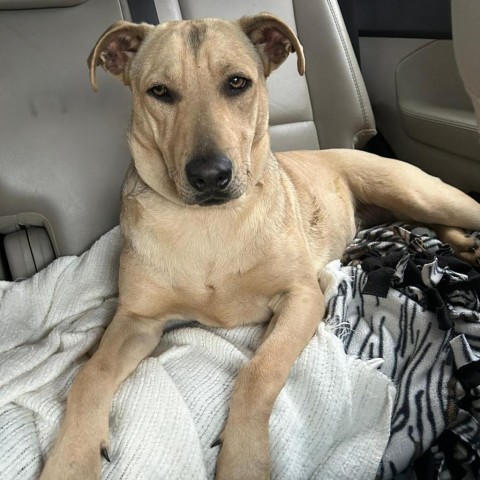 Rex, an adoptable Hound in Bloomington, MN, 55431 | Photo Image 3