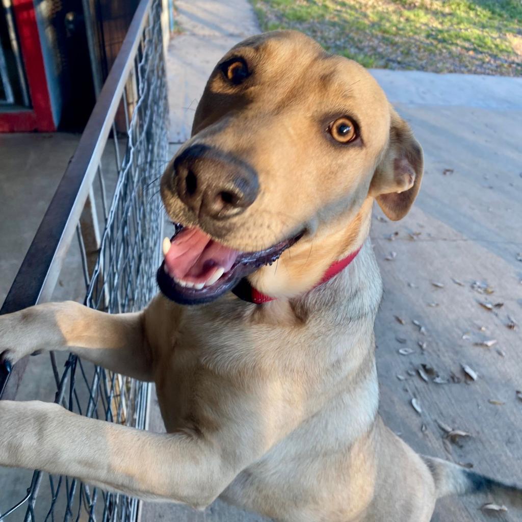 Rex, an adoptable Hound in Bloomington, MN, 55431 | Photo Image 1
