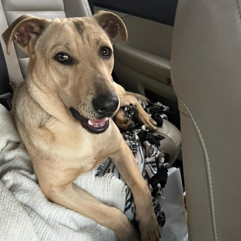 Rex, an adoptable Hound in Bloomington, MN, 55431 | Photo Image 2